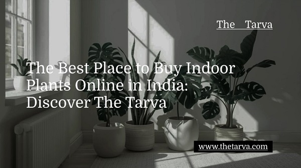 The Best Place to Buy Indoor Plants Online in India: Discover The Tarva